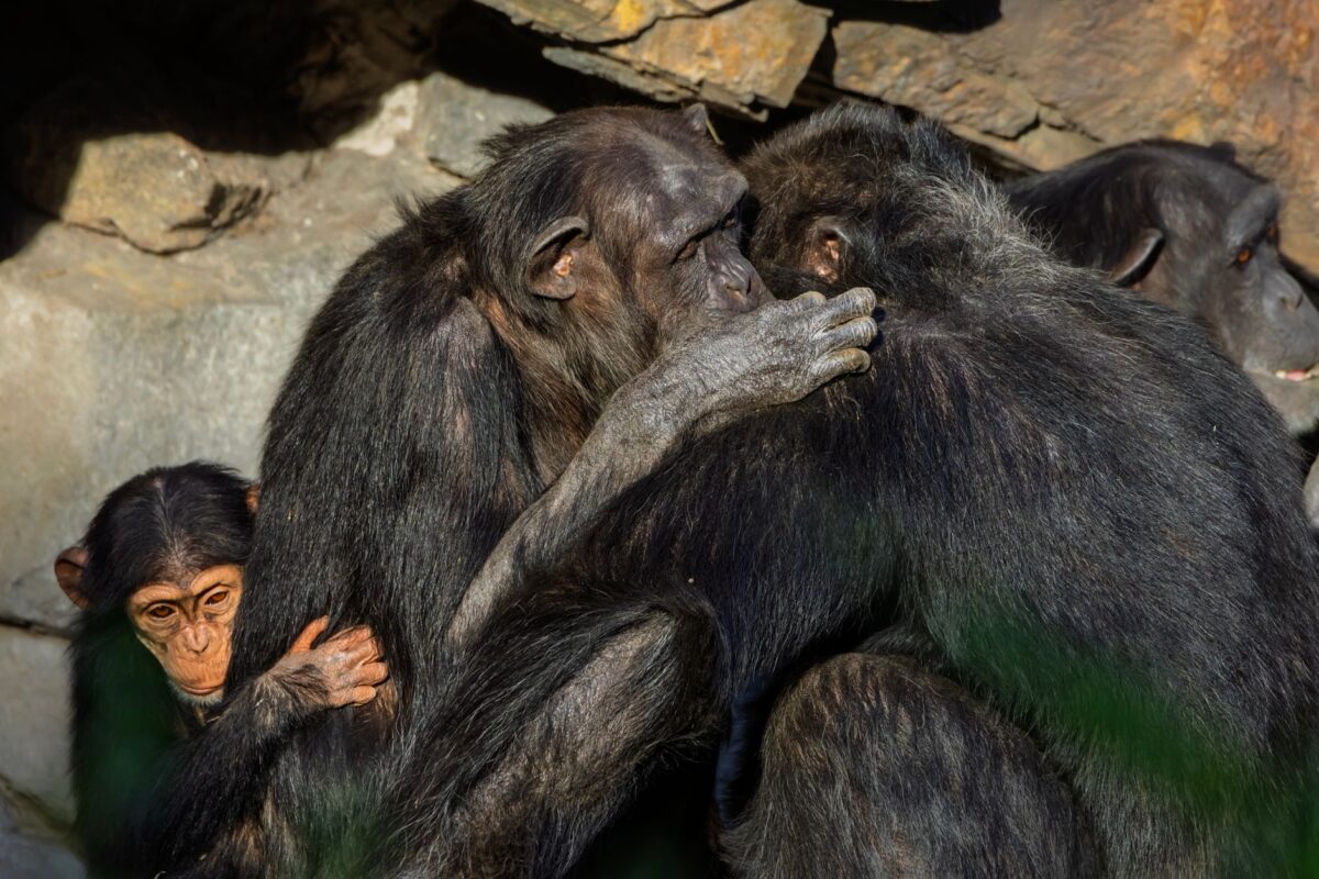 ancestors humankind odyssey améliorations attendues promettre